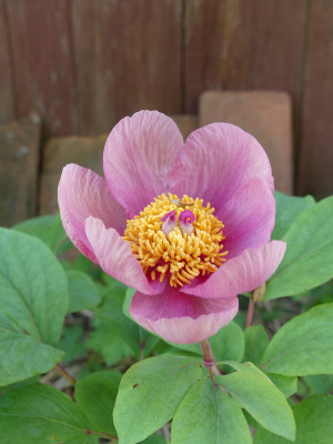 2021-05-22 Paeonia daurica 2.jpg