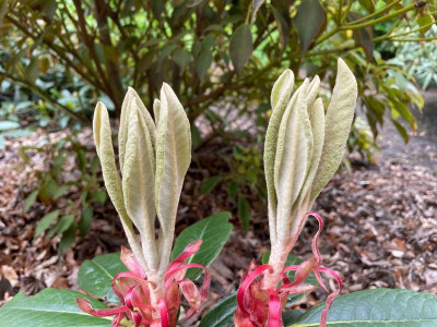 Rhododendron (bureavii x yakushimanum) x kesangiae  Austrieb 2021.jpg