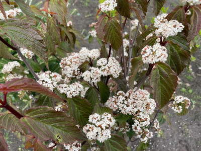 Viburnum betulifolium Mai 2021.jpg