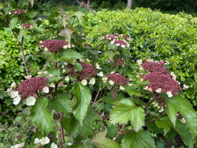 Viburnum sargentii Onondaga Mai 2021.jpg