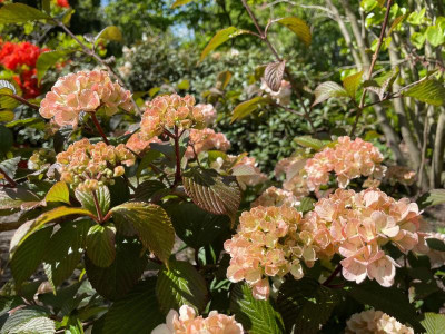 Viburnum plicatum Pink Sensation Mai 2021.jpg