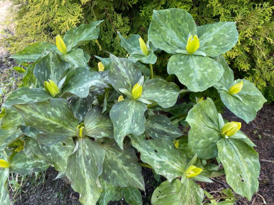 Trillium luteum Mai 2021.jpg