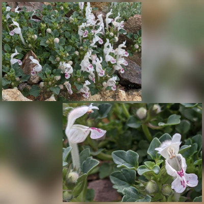 CollageMaker_20210523_081700178.jpg