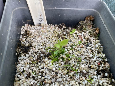 Clematis pitcheri Germination May 2021.jpg