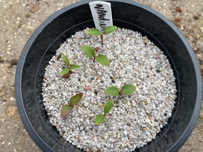 Nandina domestica Germination May 2021.jpg