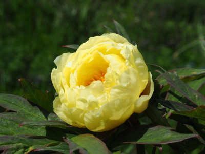 Paeonia Lutea High Noon P5190290.JPG