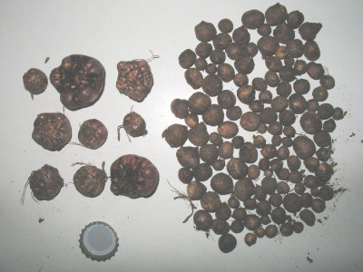 Arisaema_fargesii_bis_2006.jpg