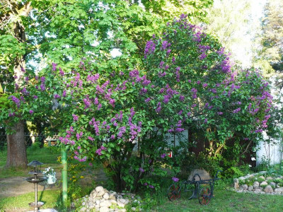 Offene Gärten 2912.jpg