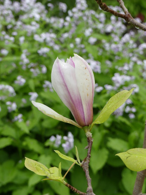 2021-05-22 Magnolia 'Toro'.jpg