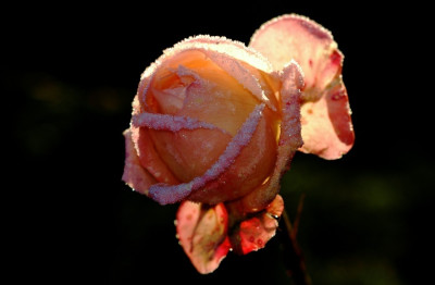 Rosa_Nostalgie_1_16-12-2007.jpg