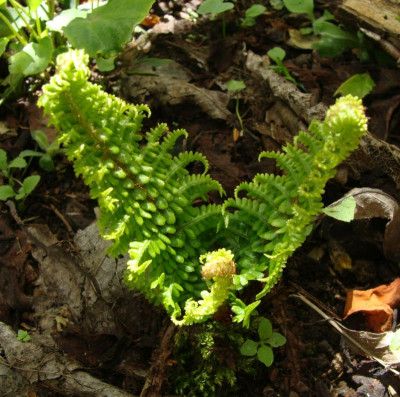 Dryopteris affinis crispa Ministar21.jpg