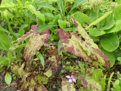 2021-05-22 Epimedium 'Kayugahime' 1.jpg