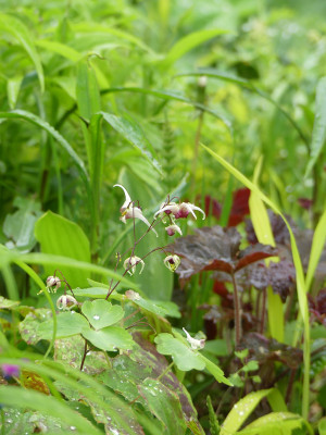 2021-05-22 Epimedium 'Domino'.jpg
