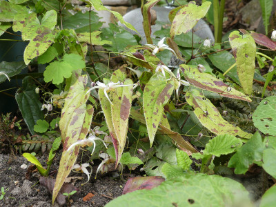 2021-05-22 Epimedium x omeiense 'Pale Fire Sibling' 1.jpg