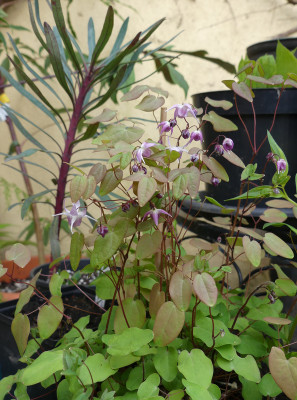 2021-05-06 Epimedium youngianum 'Typ Zillmer'.jpg