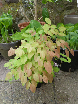 2021-05-22 Epimedium 'Typ Zillmer'.jpg