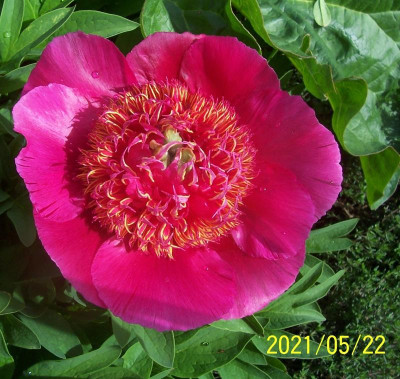 100_8604 P. off. Anemoniflora.jpg