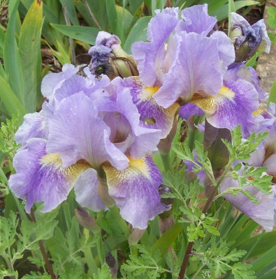 100_8585 IB TH violett.jpg