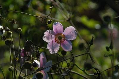 DSC07526_alterbotan_garten.jpg