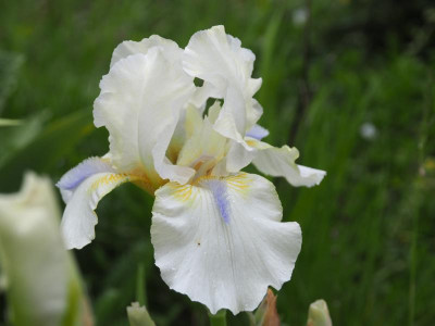 Iris IB 'Hi' P5100124.JPG