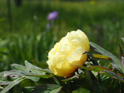 Paeonia Lutea High Noon P5190291.JPG