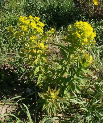 Euphorbia fragifera20.jpg