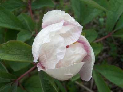 103_2526.p.obovata.23-5-21.jpg
