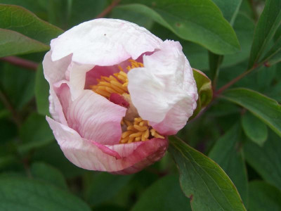 103_2527.p.obovata.23-5-21.jpg