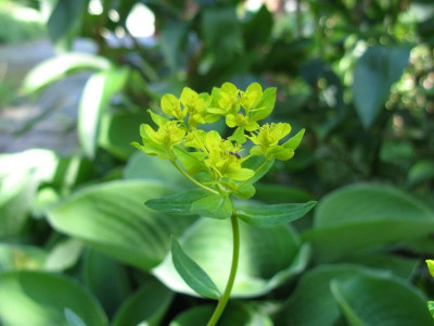 E fragifera Sarastro.JPG