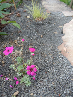 DSCN0872.JPG