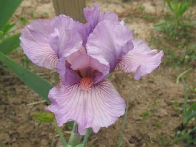 IB Miss Mauve.JPG