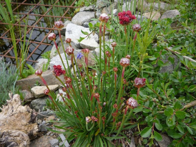 Armeria pseudarmeria Ballerina Red_24.05.2021.JPG