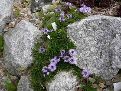 Globularia meridionalis_24.05.2021.JPG