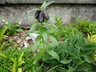 Fritillaria camtschaticum_24.05.2021.JPG