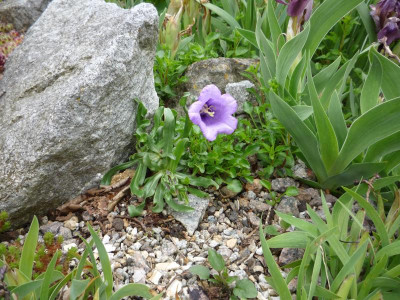 Campanula alpina_24.05.2021.JPG