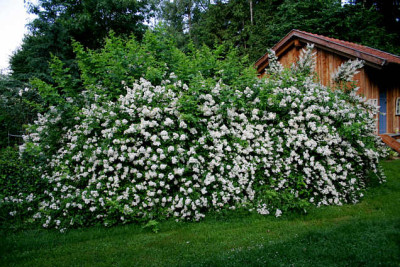 Multiflorb0207.jpg