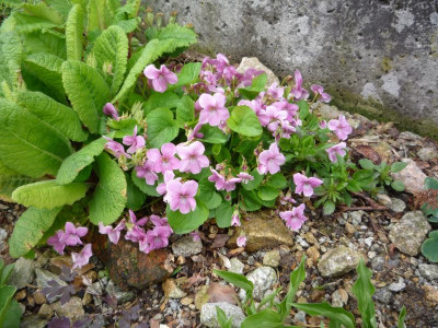 Viola martineki_24.05.2021.JPG