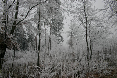 Rauhreif0307.jpg