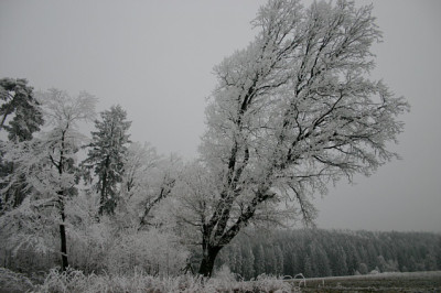 Rauhreif0207.jpg