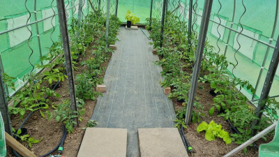 Tomaten am 23.5.jpg
