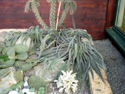 Echium_w._24.12.jpg