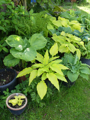 2021-05-24 Hosta 'Valley's Goldstriker'.jpg