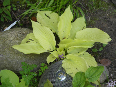 2021-05-24 Hosta Sämling.jpg