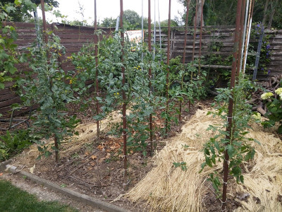 Tomaten 200628.jpg