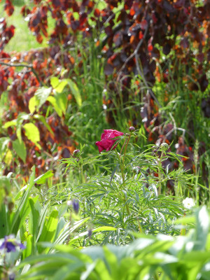 2021-05-24 Paeonia tenuifolia x mascula 1.jpg