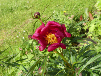 2021-05-24 Paeonia tenuifolia x mascula 2.jpg