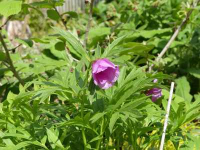 2021-05-24 Paeonia anomala 'Kola' 1.jpg