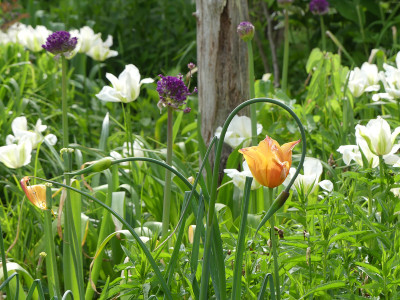 2021-05-24 Allium 2.jpg