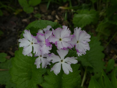Prim sieb 'Tokimeki' 210522.JPG