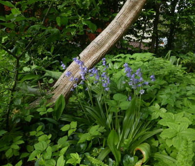 Schattenbeet Luch 210522.jpg